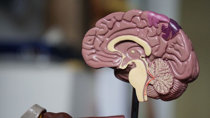 What Are Liposomal Vitamins? How They Really Work